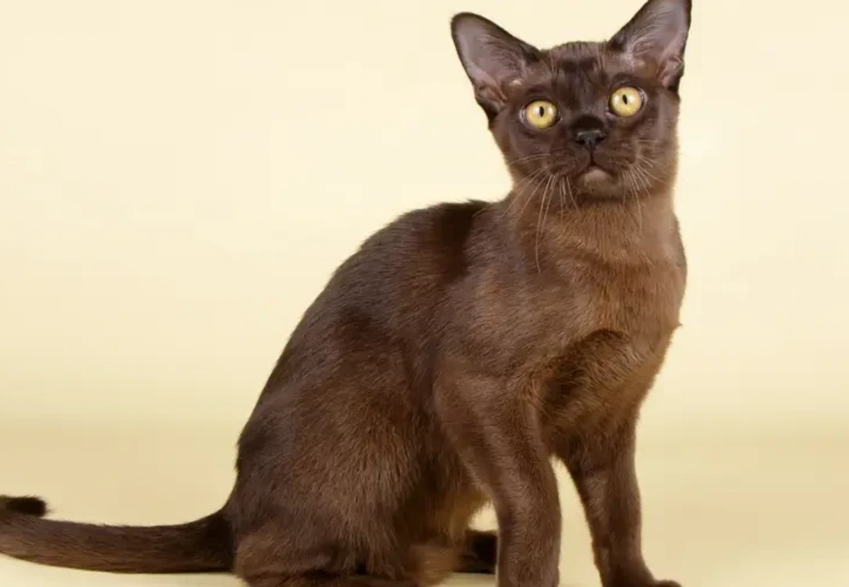 Suphalak cat